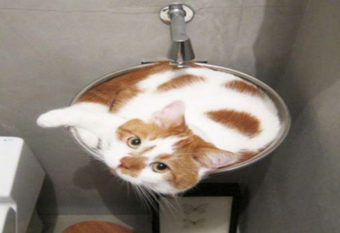 Tingkah Kucing Ini Sangat Menggemaskan Sekali!